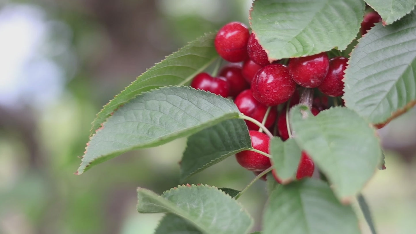 Load and play video in Gallery viewer, Volcanic Hills Cherry Juice
